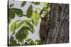 Squirrel on Walnut-Niki Haselwanter-Stretched Canvas