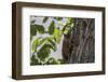 Squirrel on Walnut-Niki Haselwanter-Framed Premium Photographic Print