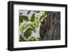 Squirrel on Walnut-Niki Haselwanter-Framed Premium Photographic Print