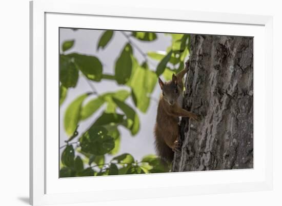 Squirrel on Walnut-Niki Haselwanter-Framed Photographic Print