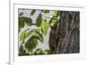 Squirrel on Walnut-Niki Haselwanter-Framed Photographic Print