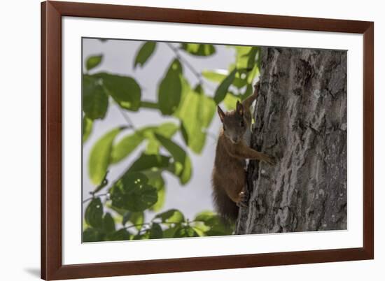 Squirrel on Walnut-Niki Haselwanter-Framed Photographic Print