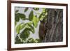 Squirrel on Walnut-Niki Haselwanter-Framed Photographic Print