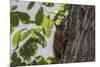 Squirrel on Walnut-Niki Haselwanter-Mounted Photographic Print