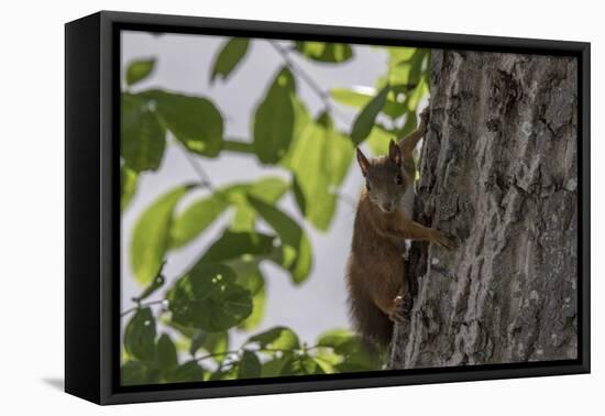 Squirrel on Walnut-Niki Haselwanter-Framed Stretched Canvas