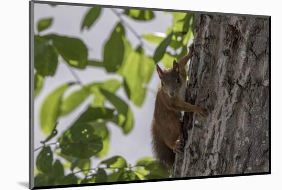 Squirrel on Walnut-Niki Haselwanter-Mounted Photographic Print