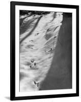 Squirrel Tracks in Snow-null-Framed Photographic Print