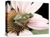 Squirrel Treefrog on Echinacea Flower, Florida, USA-Maresa Pryor-Stretched Canvas