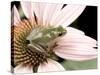 Squirrel Treefrog on Echinacea Flower, Florida, USA-Maresa Pryor-Stretched Canvas