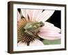 Squirrel Treefrog on Echinacea Flower, Florida, USA-Maresa Pryor-Framed Photographic Print