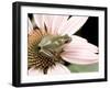 Squirrel Treefrog on Echinacea Flower, Florida, USA-Maresa Pryor-Framed Photographic Print