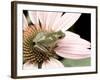 Squirrel Treefrog on Echinacea Flower, Florida, USA-Maresa Pryor-Framed Photographic Print