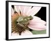 Squirrel Treefrog on Echinacea Flower, Florida, USA-Maresa Pryor-Framed Photographic Print