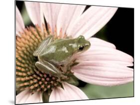 Squirrel Treefrog on Echinacea Flower, Florida, USA-Maresa Pryor-Mounted Photographic Print