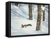 Squirrel-null-Framed Stretched Canvas