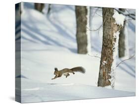 Squirrel-null-Stretched Canvas