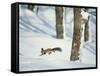 Squirrel-null-Framed Stretched Canvas