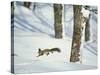 Squirrel-null-Stretched Canvas