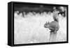 Squirrel-Giuseppe Torre-Framed Stretched Canvas