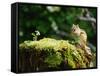 Squirrel-WizData-Framed Stretched Canvas