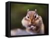 Squirrel-WizData-Framed Stretched Canvas