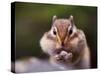 Squirrel-WizData-Stretched Canvas