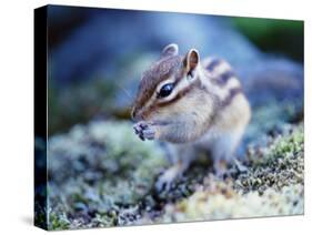 Squirrel-WizData-Stretched Canvas