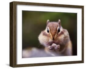 Squirrel-WizData-Framed Photographic Print