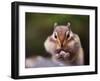 Squirrel-WizData-Framed Photographic Print