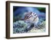 Squirrel-WizData-Framed Photographic Print