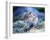 Squirrel-WizData-Framed Photographic Print