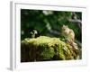 Squirrel-WizData-Framed Photographic Print