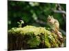 Squirrel-WizData-Mounted Photographic Print