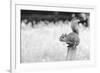 Squirrel-Giuseppe Torre-Framed Photographic Print