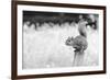 Squirrel-Giuseppe Torre-Framed Photographic Print