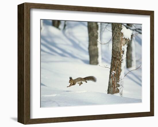 Squirrel-null-Framed Photographic Print