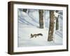 Squirrel-null-Framed Photographic Print