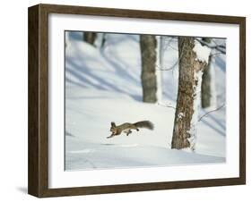 Squirrel-null-Framed Photographic Print