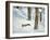 Squirrel-null-Framed Photographic Print