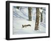 Squirrel-null-Framed Photographic Print