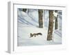 Squirrel-null-Framed Photographic Print