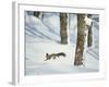 Squirrel-null-Framed Photographic Print