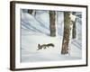 Squirrel-null-Framed Photographic Print