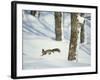 Squirrel-null-Framed Photographic Print