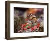 Squirrel-WizData-Framed Photographic Print