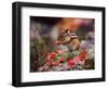 Squirrel-WizData-Framed Photographic Print