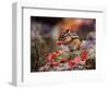 Squirrel-WizData-Framed Photographic Print