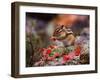 Squirrel-WizData-Framed Photographic Print