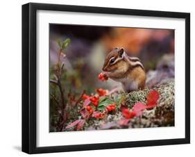 Squirrel-WizData-Framed Photographic Print