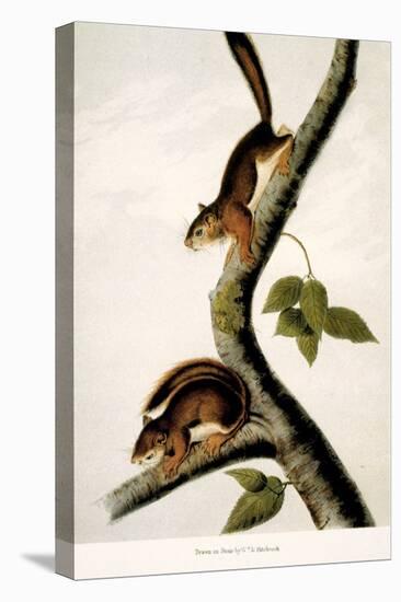 Squirrel-null-Stretched Canvas